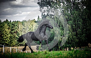 Black Friesian stallion