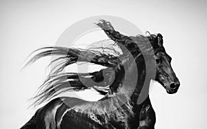 Black friesian stallion cantering with his mane isolated on white background