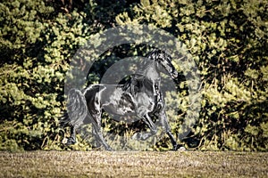 Black Friesian stallion horse