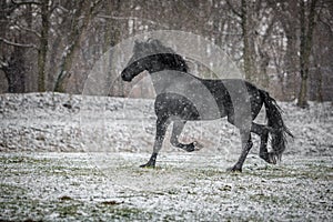 Black Friesian stallion horse