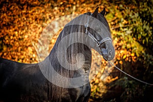 Black Friesian stallion portrait