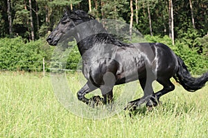 Black friesian stallion running