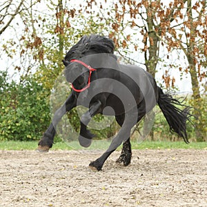 Black friesian stallion running on sand in autumn