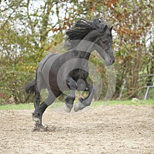 Black friesian stallion running on sand in autumn