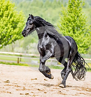 Black friesian stallion runs gallop in sunny day