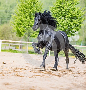 Black friesian stallion runs gallop in sunny day