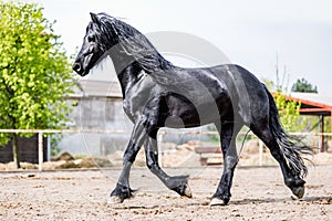 Black friesian stallion runs gallop in sunny day