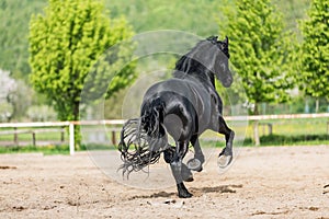 Black friesian stallion runs gallop in sunny day