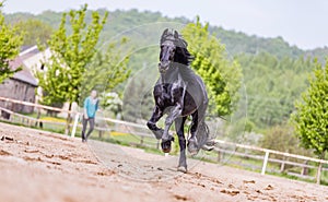 Black friesian stallion runs gallop in sunny day