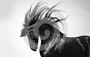 Black friesian stallion throwing his mane isolated on white background