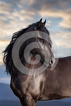 Black frisian horse