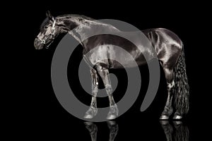 Black frisian stallion exterior isolated