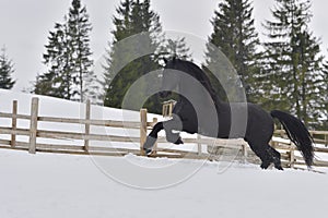 Black frisian horse gallop in snow in winter time