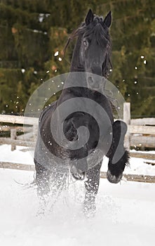 Black frisian horse portrait gallop in snow in winter time