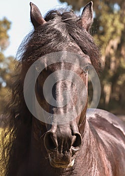 Black Frisian horse head