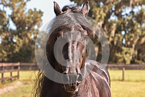 Black Frisian horse head