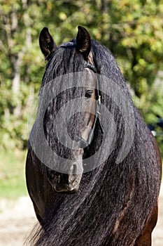 Black Frisian Horse Portrait photo