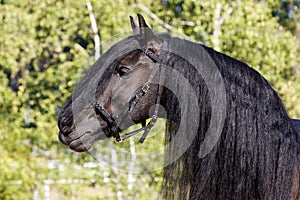 Black Frisian Horse Portrait