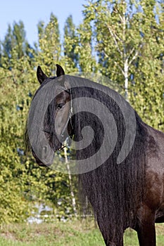 Black Frisian Horse Portrait