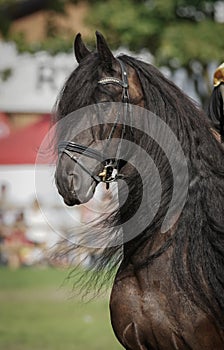 Black frisian horse portrait
