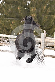 Black frisian horse portrait gallop in snow in winter time