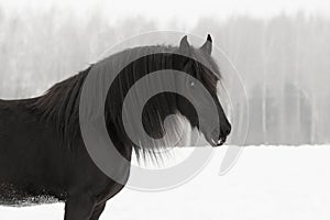 Black frisian horse portrait on snow winter