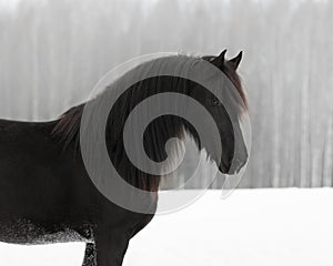 Black frisian horse portrait on snow winter