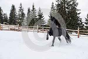 Black Frisian horse running on manege in Romanian countryside farm
