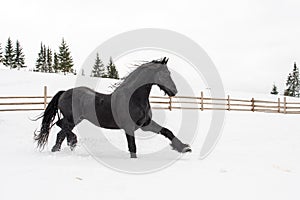 Black Frisian horse running on manege in Romanian countryside farm photo