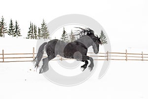 Black Frisian horse running on manege in Romanian countryside farm photo