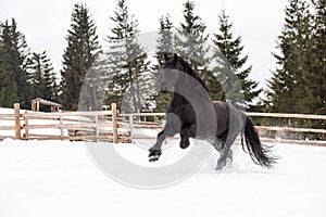 Black Frisian horse running on manege in Romanian countryside farm