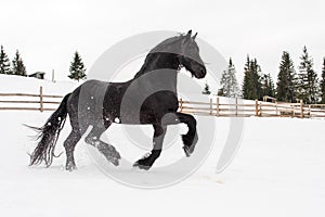 Black Frisian horse running on manege in Romanian countryside farm photo