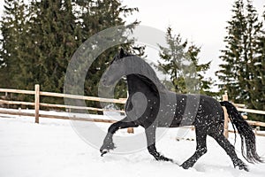 Black Frisian horse running on manege in Romanian countryside farm photo