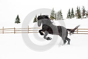 Black Frisian horse running on manege in Romanian countryside farm