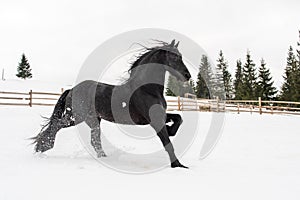 Black Frisian horse running on manege in Romanian countryside farm