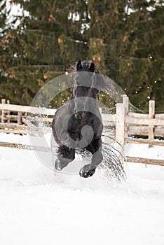 Black Frisian horse running on manege in Romanian countryside farm