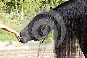 Black Frisian Horse smelling