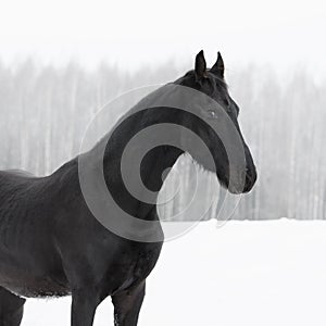 Black frisian horse on snow winter