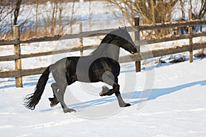 Black frisian horse in winter
