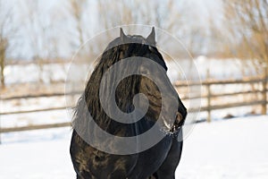 Black frisian horse in winter