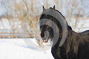 Black frisian horse in winter