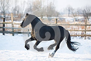 Black frisian horse in winter