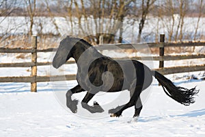 Black frisian horse in winter