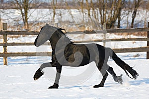 Black frisian horse in winter