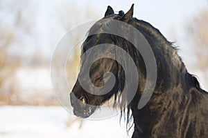 Black frisian horse in winter