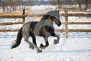 Black frisian horse in winter