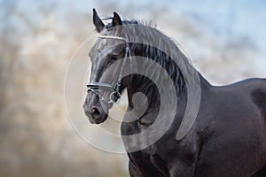 Black frisian stallion