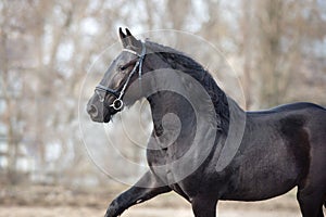 Black frisian stallion close up