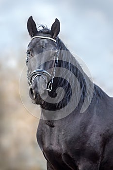 Frisian horse portrait photo