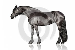 Black frisian stallion isolated